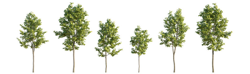 Sycamore platanus maple street trees isolated png on a transparent background premium cutout