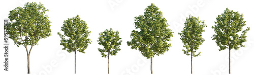 Fototapeta Naklejka Na Ścianę i Meble -  Set of 6 middle and small trees sycamore platanus maple street trees isolated png on a transparent background perfectly cutout