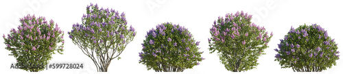 Fotografia Lilac Syringa vulgaris bloom bush Yankee Doodle Belle de Nancy springtime shrub