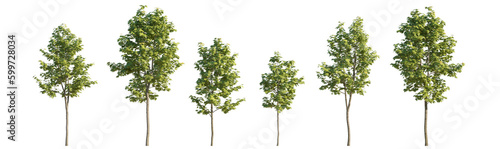 Set of 6 middle and small trees sycamore platanus maple street trees isolated png on a transparent background perfectly cutout