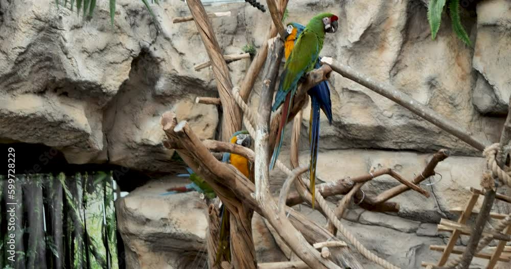 Life on a Tree Branch: The Charming Habits of Ara Parrots Captured in a Live Photograph Life on a Tree Branch: The Charming Habits of Ara Parrots Captured in a Live Photograph