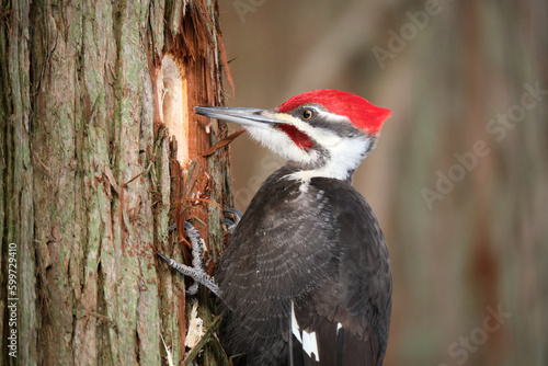 Male Pileated Woodpecker, Dryocopus pileatus, digging a hole in tree trunk looking for insects