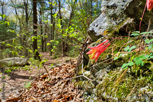 Winding path through the Needham Town Forest on a sunny Spring afternoon; Eastern Red Columbine soaks up the sunshine