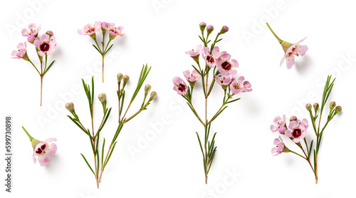 Fototapeta Naklejka Na Ścianę i Meble -  set / collection of beautiful pink wax flower twigs and buds (2) in various positions over a transparent background, isolated floral design elements, flat lay / top view