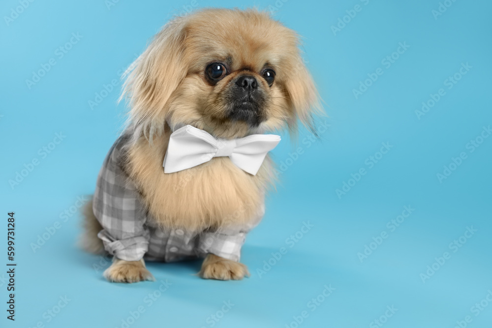 Cute Pekingese dog in pet clothes on light blue background. Space for text