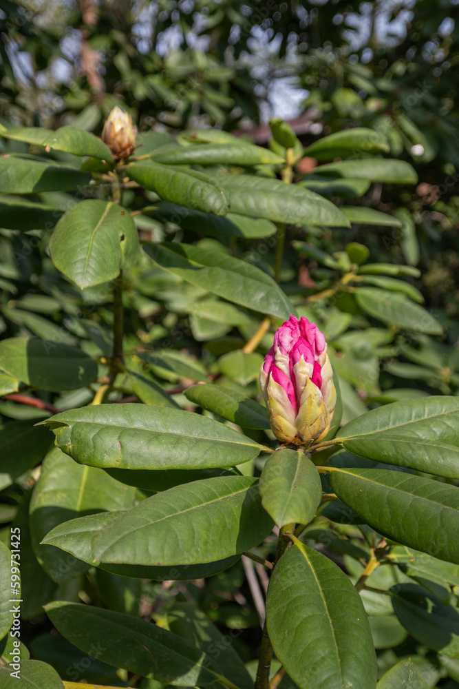 Pink rhododendron bud and green leaves. Pink rhododendron bud and green leaves.