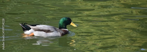 Mallard duck swimming on a pond