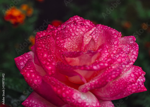 Dew Rose (ID: 599735412)