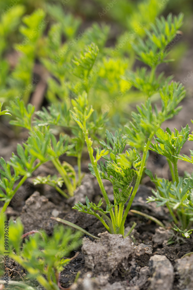 Young green leaves of carrots on the flower bed. Young green leaves of carrots on the flower bed.