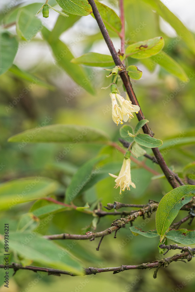 Fototapeta premium Yellow blueberry flowers on a bush.