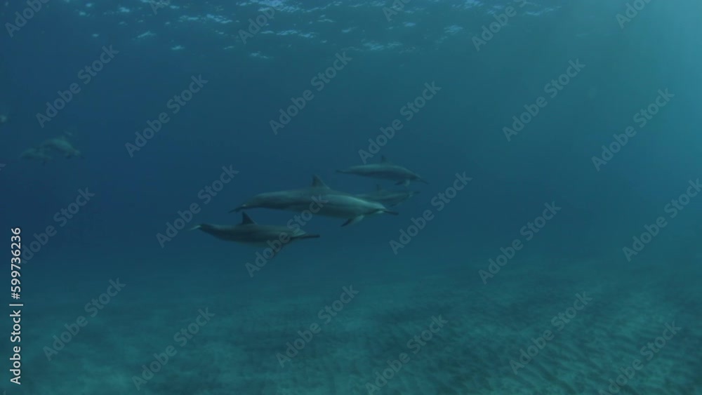 Slow Motion Shot Of Pod Of Dolphins Swimming Undersea - Oahu, Hawaii Slow Motion Shot Of Pod Of Dolphins Swimming Undersea - Oahu, Hawaii