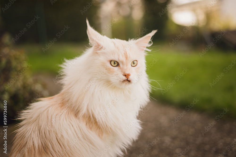 portrait of maine coon outside on the grass with a bokeh background