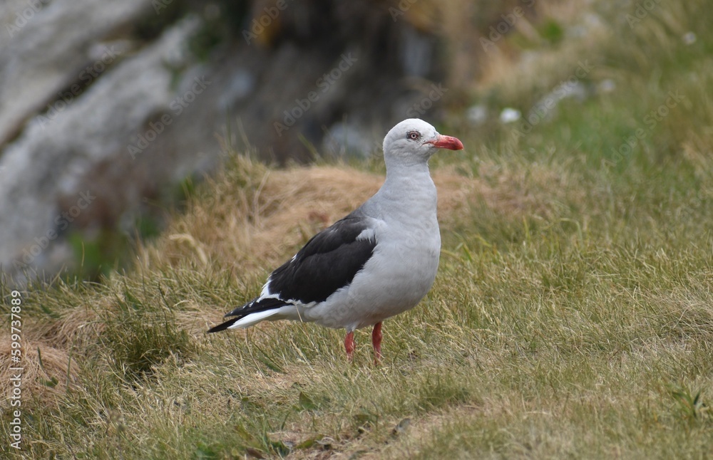 Seagull walking on grass near the seaside Seagull walking on grass near the seaside