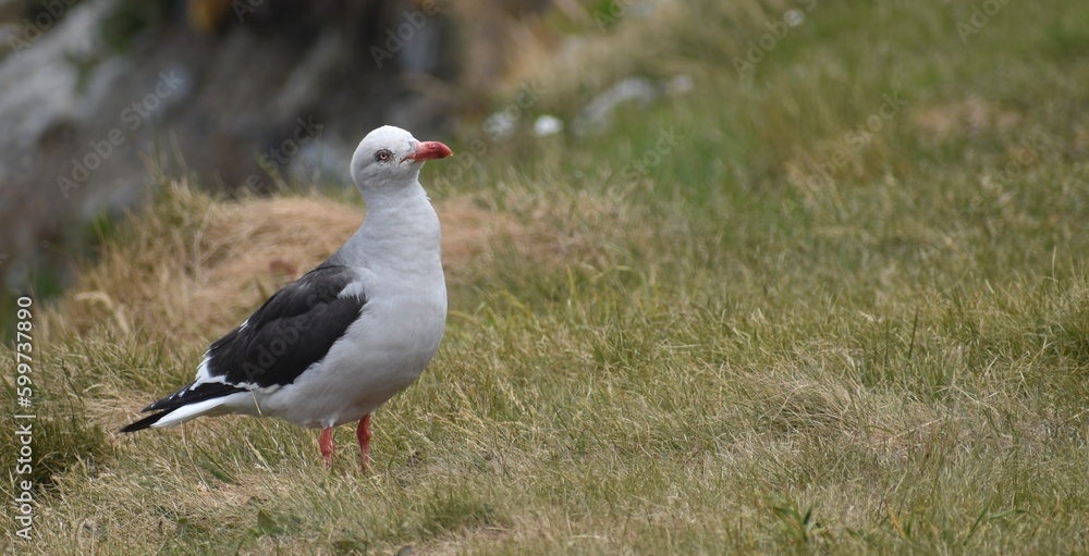 Curious seagull resting on the grass Curious seagull resting on the grass