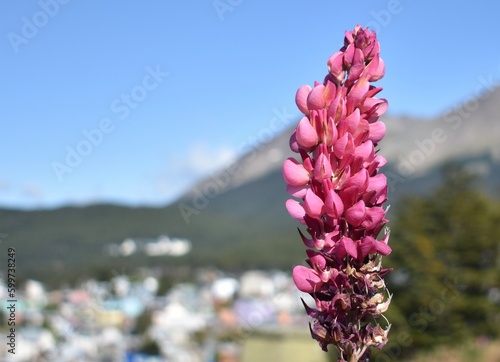 Vibrant pink lupine flower growing outside of Ushuaia, Argentina