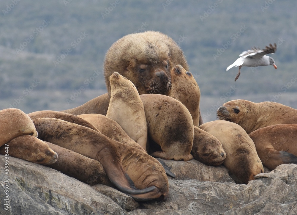 Naklejka premium Alpha male sea lion overlooking a pack of younger sea lions in the Beagle Channel, Argentina