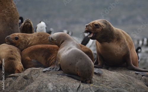 Aggressive sea lion on the rocks of the Beagle Channel, Patagonia, Argentina