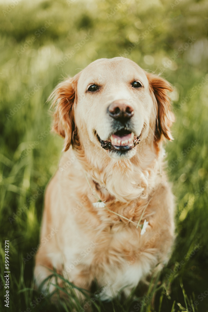 loyal adorable golden retriever portrait sitting happy in the grass on a walk on a sunny spring day