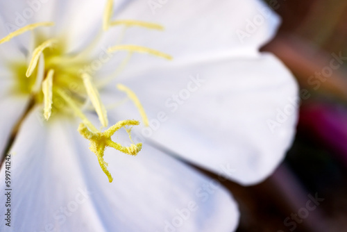 Close up of a Wild Morning Glory Flower with Pollen