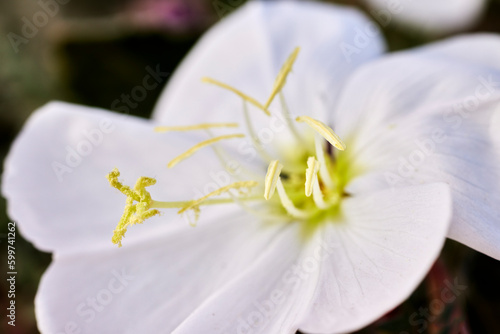 Close up of a Wild Morning Glory Flower with Pollen