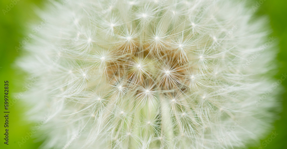 dandelion closeup for wallpaper desktop banner background.white dandelion on green background macro
