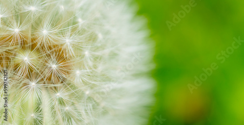 dandelion closeup for wallpaper desktop banner background.white dandelion on green background macro
