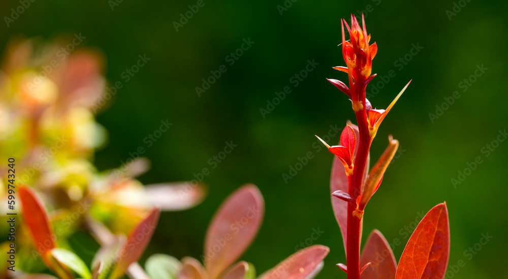 beautiful leaves of young barberry for background beautiful leaves of young barberry for background