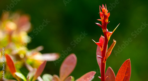 beautiful leaves of young barberry for background