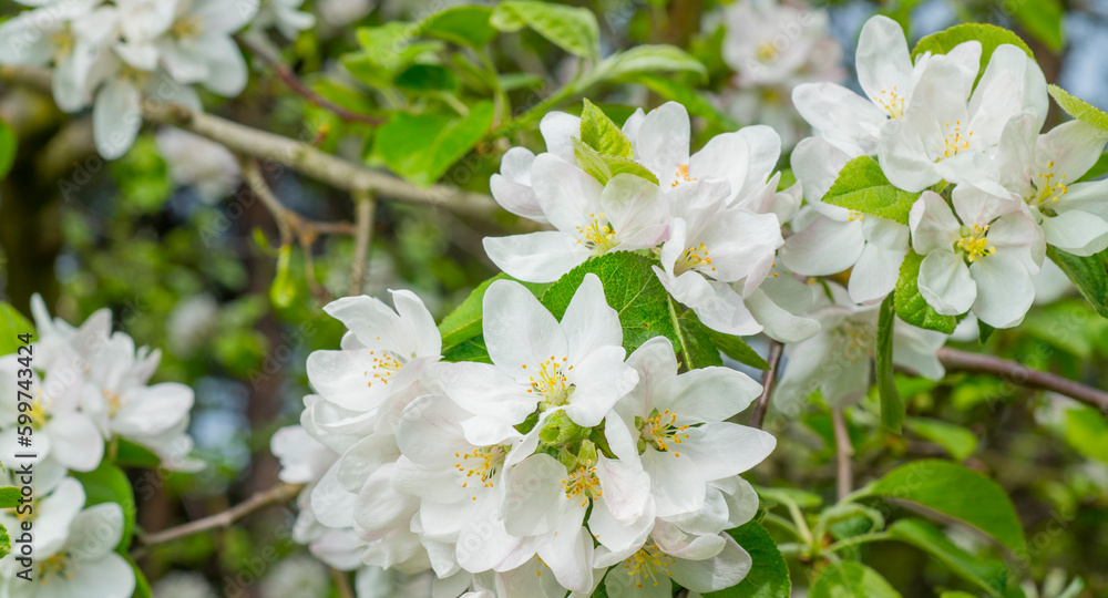 apple tree flowers for banner background apple tree flowers for banner background