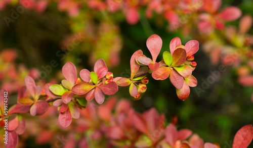 beautiful leaves of young barberry for background