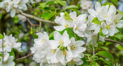 apple tree flowers for banner background