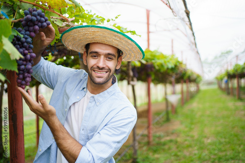 Happy cheerful vineyard worker harvesting a branches of grape on the grape tree close up. Organic agriculture and farming for sustainable lifestyle concept.