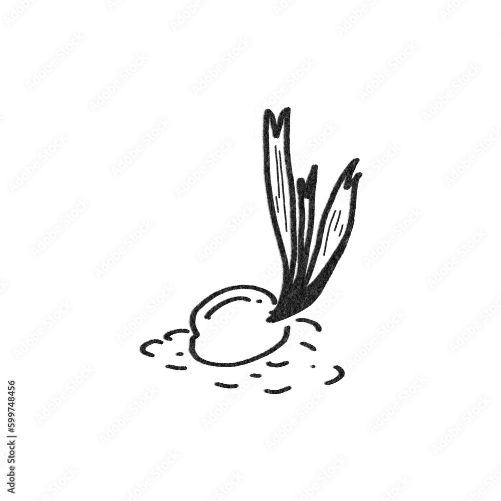 Baby Coconut Tree PNG