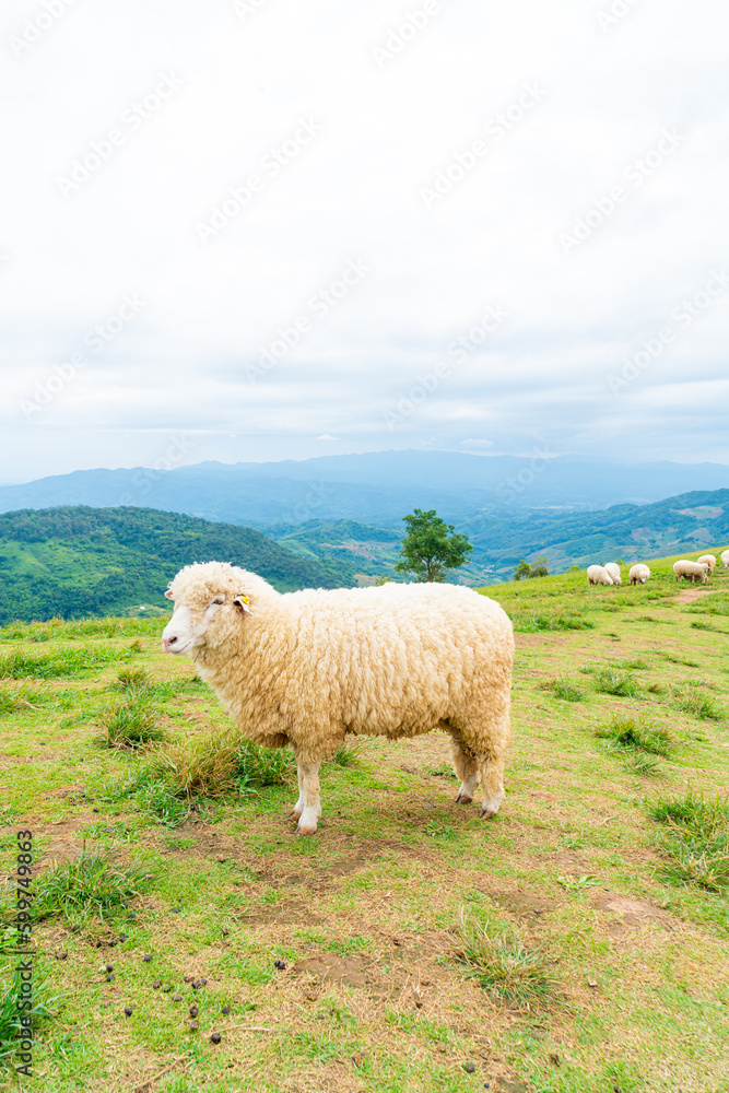 Obraz premium white sheep on mountain hill