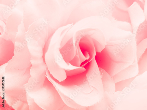 Beautiful abstract color pink flowers on white background, light pink flower frame, red leaves texture, pink background, valentines day, love theme, red texture 