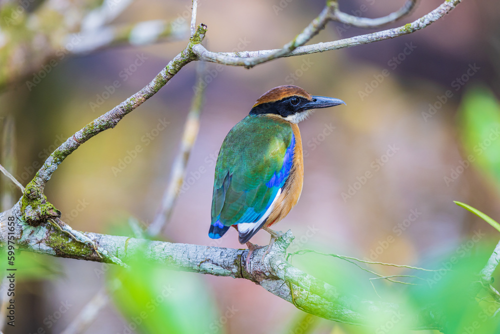 Mangrove piyya (Pitta megarhyncha) a rare bird on the branch of the mangrove tree. Mangrove piyya (Pitta megarhyncha) a rare bird on the branch of the mangrove tree.