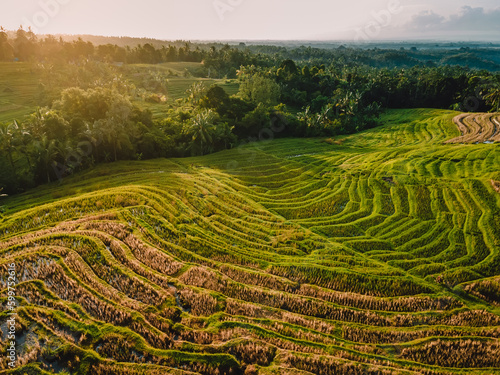 Aerial view of green rice terraces with warm sunrise. Countryside in Bali island.