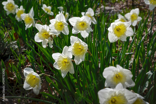 Spring - Daffodils in the Garden