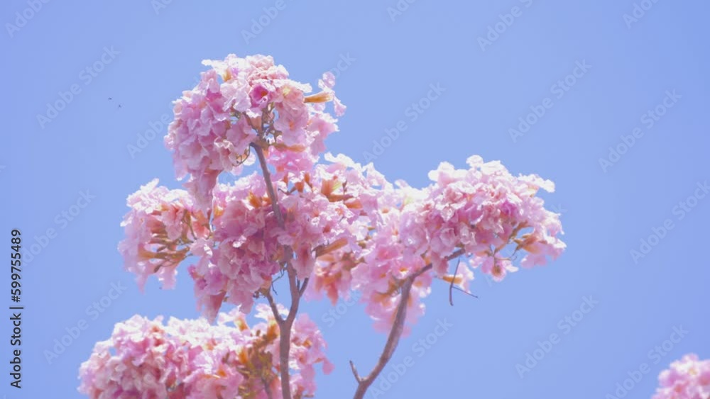 Tropical pink flowers named Tabebuia rosea swaying in the breeze with patterns forming from their shape and the way sunlight and shadow is falling on the flowers.
Tropical pink flowers named Tabebuia rosea swaying in the breeze with patterns forming from their shape and the way sunlight and shadow is falling on the flowers.