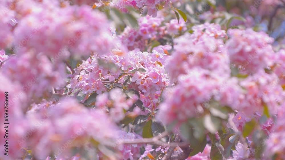 Tropical pink flowers named Tabebuia rosea swaying in the breeze with patterns forming from their shape and the way sunlight and shadow is falling on the flowers. Tropical pink flowers named Tabebuia rosea swaying in the breeze with patterns forming from their shape and the way sunlight and shadow is falling on the flowers.