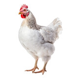 a chicken isolated on transparent background cutout