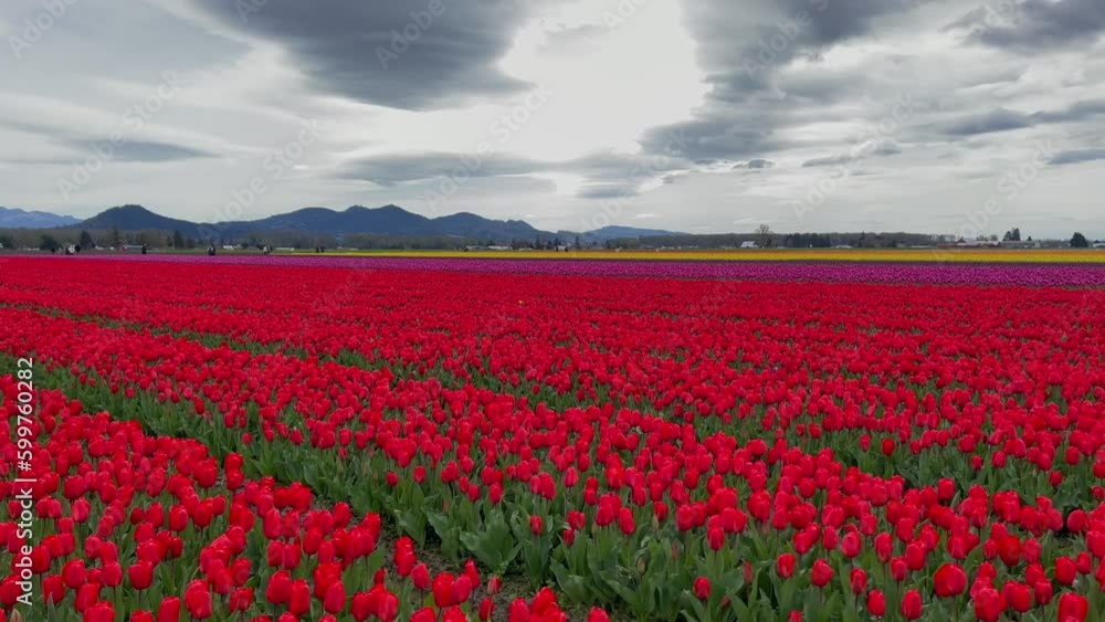 Field of red and pink tulips on the mountains background Field of red and pink tulips on the mountains background