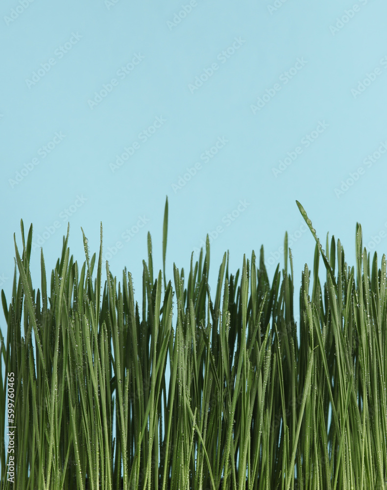 Fototapeta premium Green grass with dew on blue background with space for your text