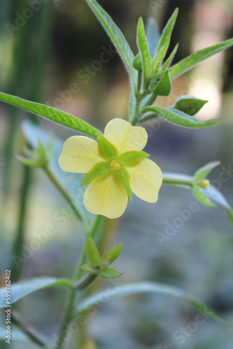 Yellow flower on a willow primrose plant (ludwigia octovalvis) in a garden