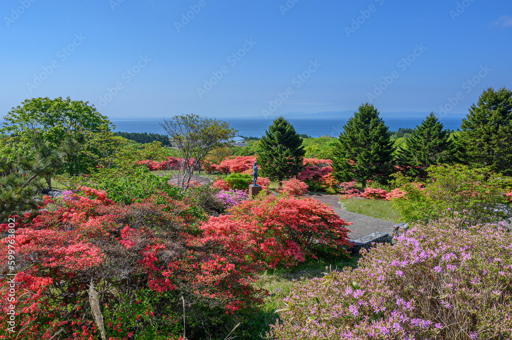 恵山ツツジ公園のツツジ 恵山ツツジ公園のツツジ