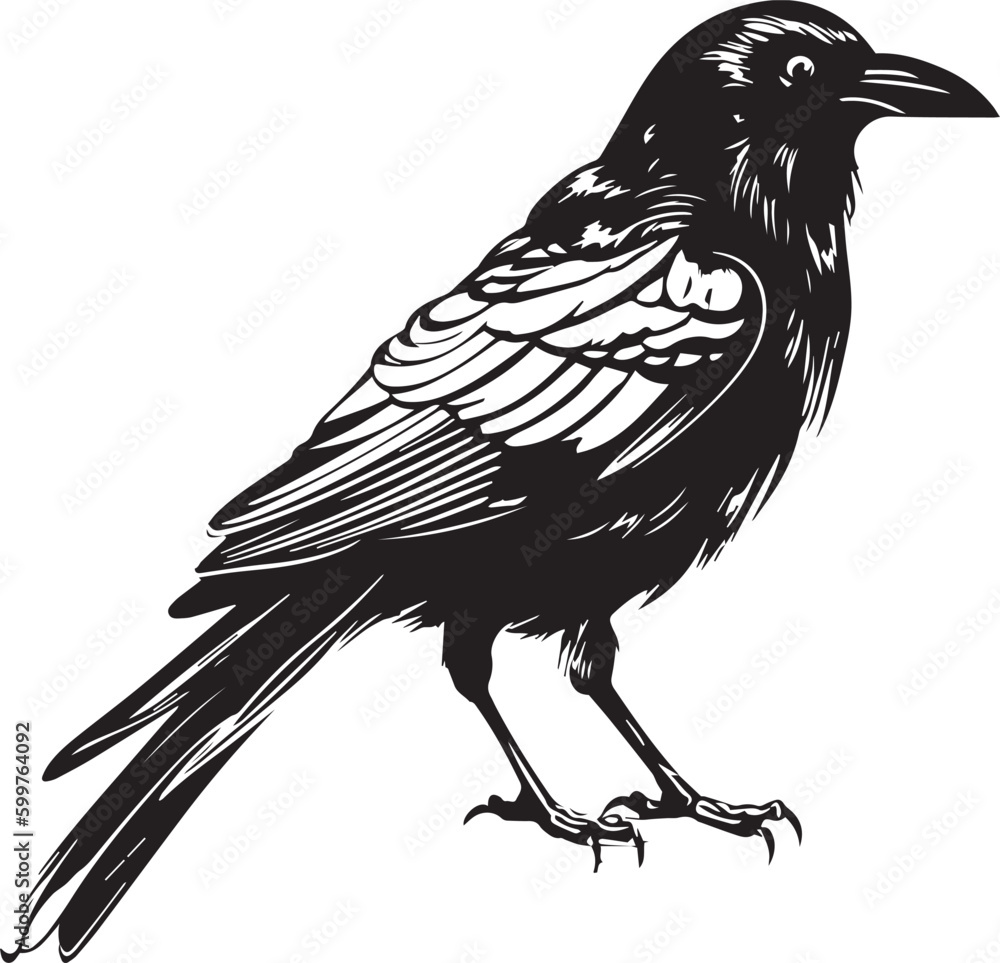 Naklejka premium Crow raven bird vector illustration, SVG