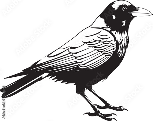 Crow raven bird vector illustration, SVG