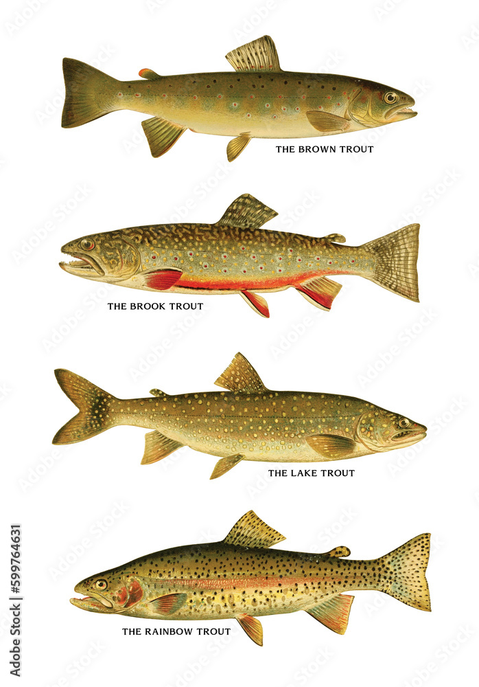 Vector set of different types of trout fish isolated on beige