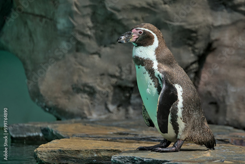 The Humboldt Penguin is a medium-sized penguin. It lives in South America, its range mainly includes most of the coast of Peru. Chilean or Peruvian penguin or Patranka.