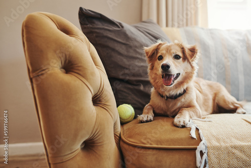 Home, pet and dog on a couch, relax and support in the living room, happy and chilling. Animal, canine and best friend on a sofa, tennis ball and cute in the lounge, playful and care in an apartment